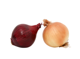 onion png transparent background