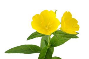 evening primrose flower png transparent background