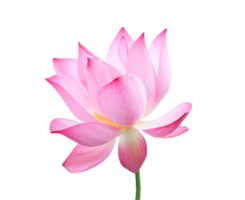 lotus flower png transparent background