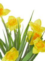 daffodil flower png transparent background