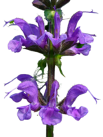 false salvia flower png transparent background