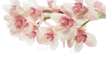 Orchidee Blume png transparent Hintergrund