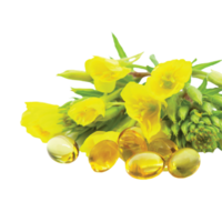 evening primrose flower png transparent background