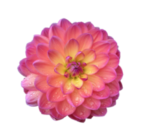 dahlia blomma png transparent bakgrund