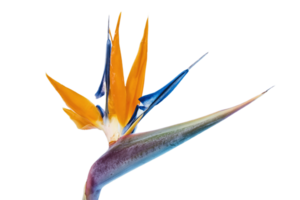 pájaro de paraíso flor png transparente antecedentes