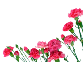 clavel flor png transparente antecedentes