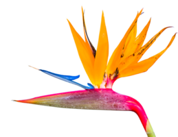 pájaro de paraíso flor png transparente antecedentes