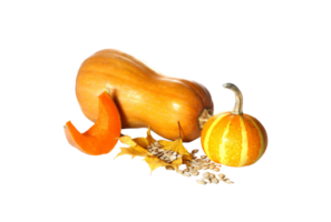 zucca png trasparente sfondo