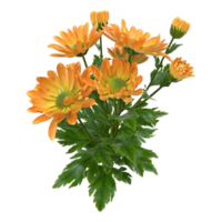 chrysant bloem PNG transparant achtergrond