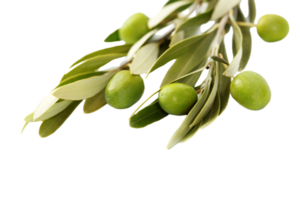 Olive png transparent background