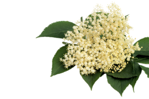 Elderberry flower png transparent background