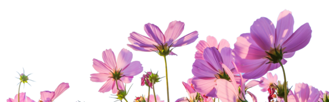 Kosmos Blume png transparent Hintergrund