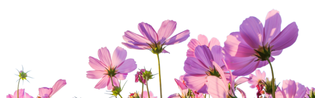 cosmos flor png transparente fundo