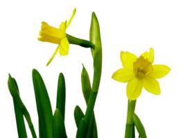 daffodil flower png transparent background