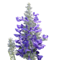 falsk salvia blomma png transparent bakgrund