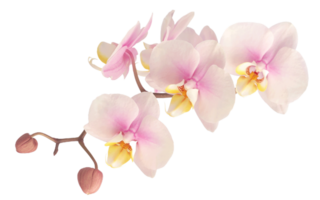 orquídea flor png transparente fundo