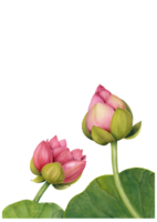 lotus flower png transparent background