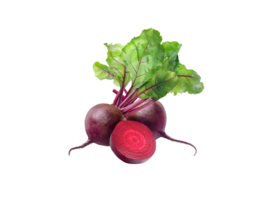 Rote Beete png transparent Hintergrund