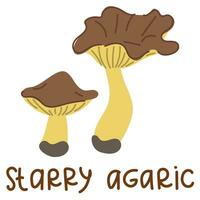 Colorful wild edible starry agaric with cartoon-style names. Isolated vector flat illustration. starry agaric mushroom. Edible mushrooms in forests large and small with wavy, lamellar caps, growing