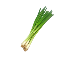 onion png transparent background