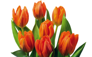 Tulpe Blume png transparent Hintergrund