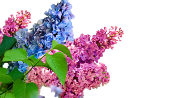 lila bloem PNG transparant achtergrond