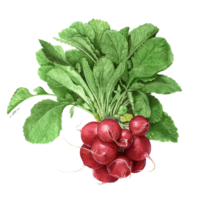 radish png transparent background