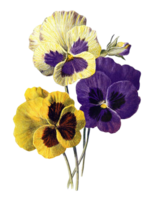 viola flower png transparent background