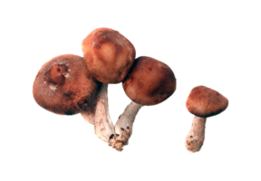 mushroom png transparent background