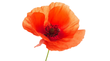 papaver bloem PNG transparant achtergrond