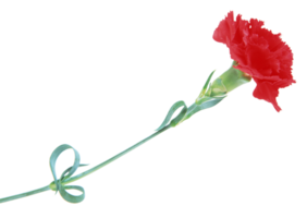 carnation flower png transparent background