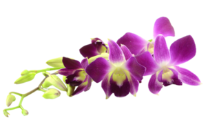orchidee bloem PNG transparant achtergrond