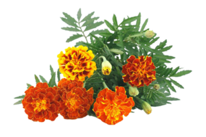 calendula fiore png trasparente sfondo