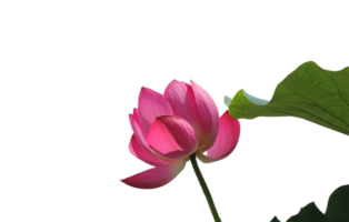 lotus flower png transparent background