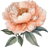 Picture of many peonies Chinese watercolor style. AI-generated. png