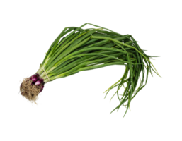 onion png transparent background