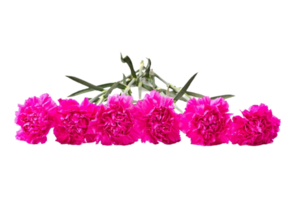 carnation flower png transparent background