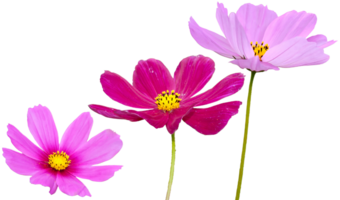 Cosmos flower png transparent background