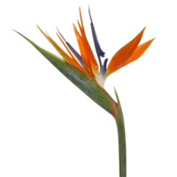 Vogel von Paradies Blume png transparent Hintergrund