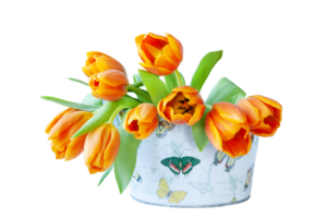 Tulip flower png transparent background