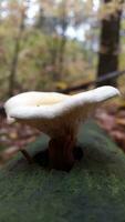 Poison mushroom. Toadstool mushroom on a rotten tree trunk photo