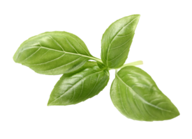 spinach png transparent background