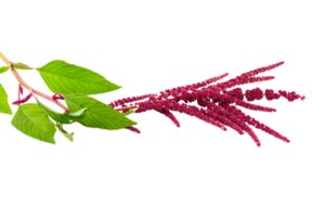 amaranth flower png transparent background