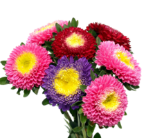 aster blomma png transparent bakgrund