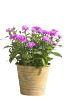 Aster Blume png transparent Hintergrund