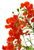 gulmohar blomma png transparent bakgrund