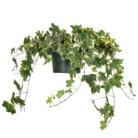 Hedera Helix png transparent background