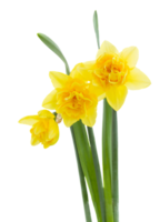 Narzisse Blume png transparent Hintergrund