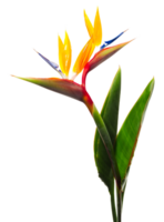 Vogel von Paradies Blume png transparent Hintergrund