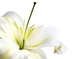 Lilie Blume png transparent Hintergrund